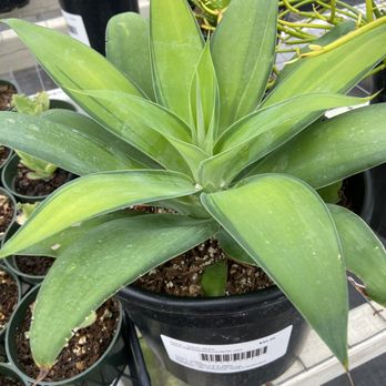 Highway 92 Succulents - Agave 'Kara's Stripe' - Nurseries & Gardening Near Me - Half Moon Bay, California Highway 92 Succulents - Agave 'Kara's Stripe' - Nurseries & Gardening Near Me - Half Moon Bay, California