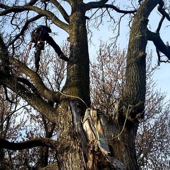 Champion Tree - Removal of a large decayed Catalpa in backyard - Tree Services Near Me - Omaha, Nebraska