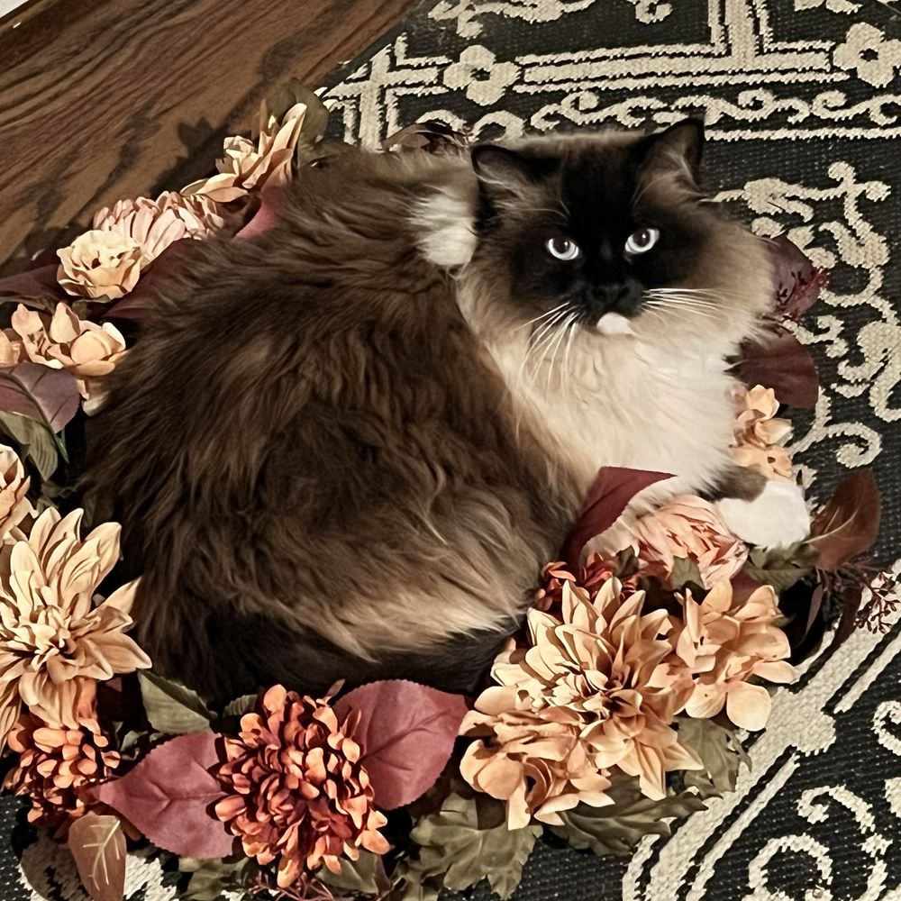 5280 Ragdolls - Pet Breeders Near Me