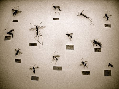 Horniman Museum and Gardens by null