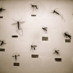 Horniman Museum and Gardens