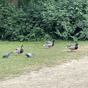 Frederiksberg Have - Parks Near Me - Frederiksberg, 84