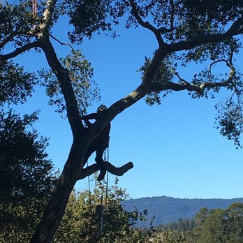 Tree of Knowledge Tree Care - Tree Services Near Me