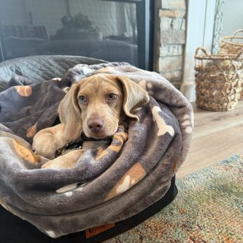King s Corner Dog Trainer - Well trained Puppy - Pet Training Near Me King s Corner Dog Trainer - Well trained Puppy - Pet Training Near Me