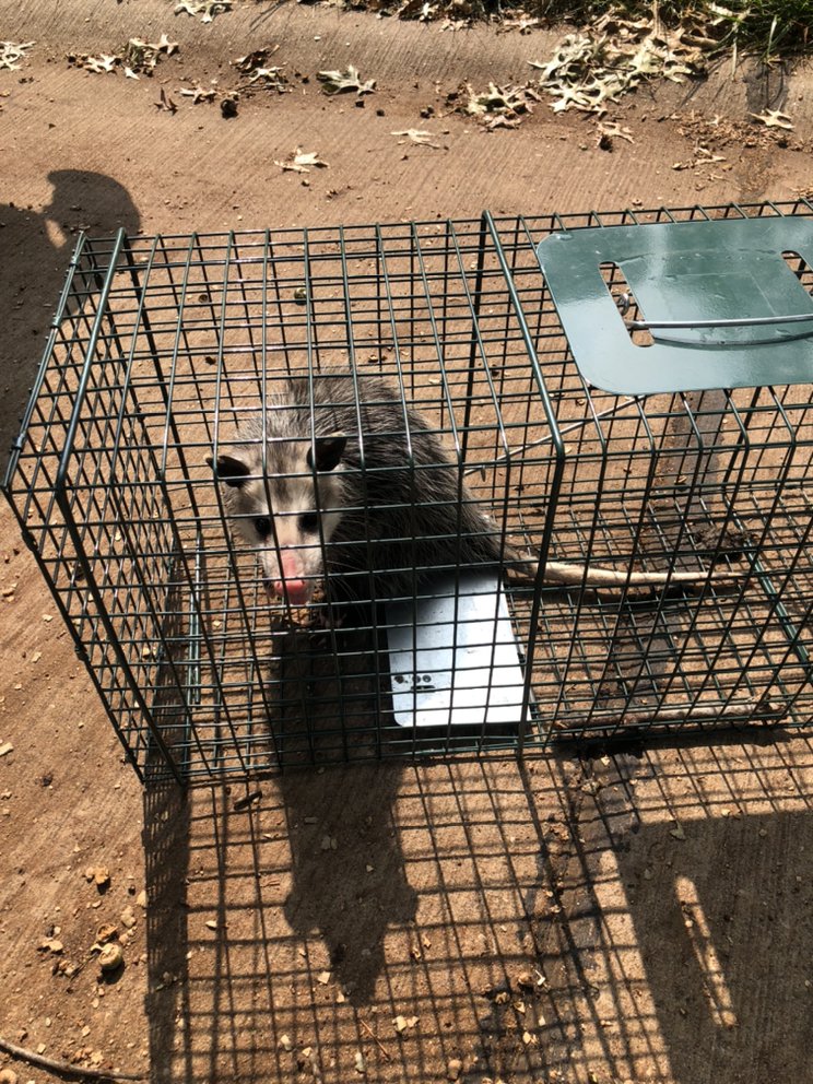 Cardinal Insect & Pest Solutions - veterans service organization in St. Louis, MO