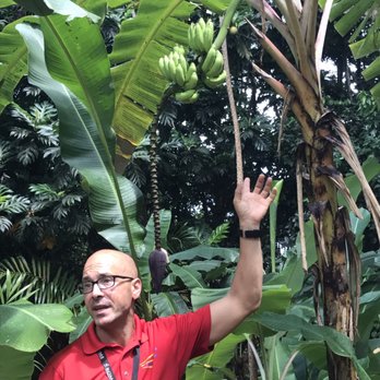 Jerrys Adventures llc. - Jerry giving us a lesson about how Guineo Enano grow! - Tours Near Me - Bayamón, Puerto Rico Jerrys Adventures llc. - Jerry giving us a lesson about how Guineo Enano grow! - Tours Near Me - Bayamón, Puerto Rico