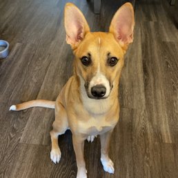 Nala! Nala!
