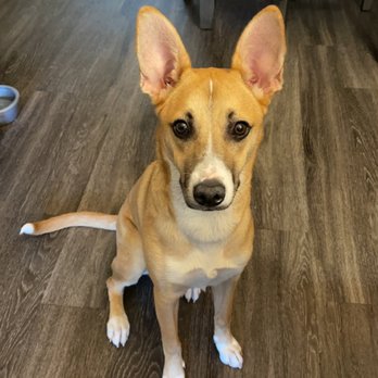 Second Chance Rescue - Nala! - Pet Adoption Near Me Second Chance Rescue - Nala! - Pet Adoption Near Me