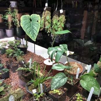 Mundial Coffee - Plants - Coffee & Tea Near Me - Riverside, California Mundial Coffee - Plants - Coffee & Tea Near Me - Riverside, California