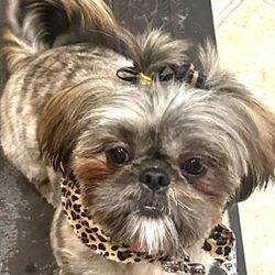 D Tails Pet Grooming - My Zoey with her tailored cut! I wanted her hair longer on top, Shitzu and Pekinese mix. Love it!! Zoey Walker!