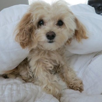 Paddington Pups - Pet Breeders Near Me - Snohomish, Washington Paddington Pups - Pet Breeders Near Me - Snohomish, Washington