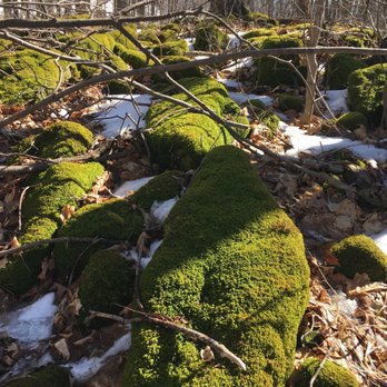 Hilton Falls Conservation Area - More moss. - Parks Near Me - Milton, Ontario