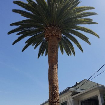 Apex Tree Care - Palm - Tree Services Near Me