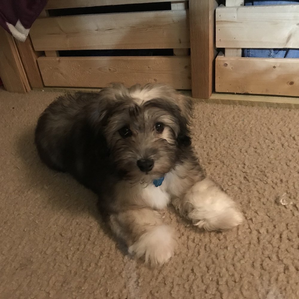 Pet Supplies Plus - Spring - Pet Groomers Near Me - Spring, Texas Pet Supplies Plus - Spring - Pet Groomers Near Me - Spring, Texas