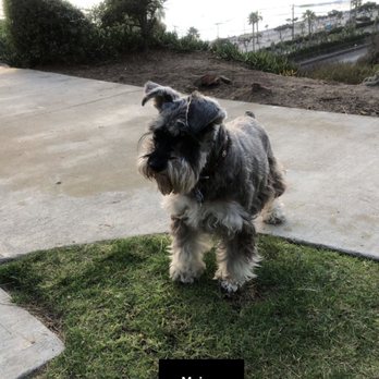 Pines Park - Cute schnauzer - Parks Near Me - Dana Point, California