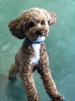 Kennel Free Dog Grooming - Kennel free dog grooming. Doggie Daycare and overnight stays!