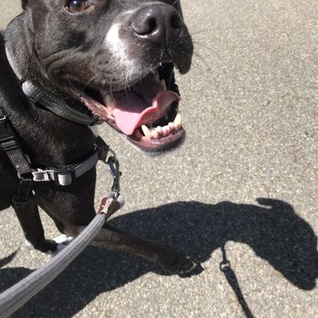 Bark Busters Home Dog Training - Pet Training Near Me - Brooklyn, New York Bark Busters Home Dog Training - Pet Training Near Me - Brooklyn, New York