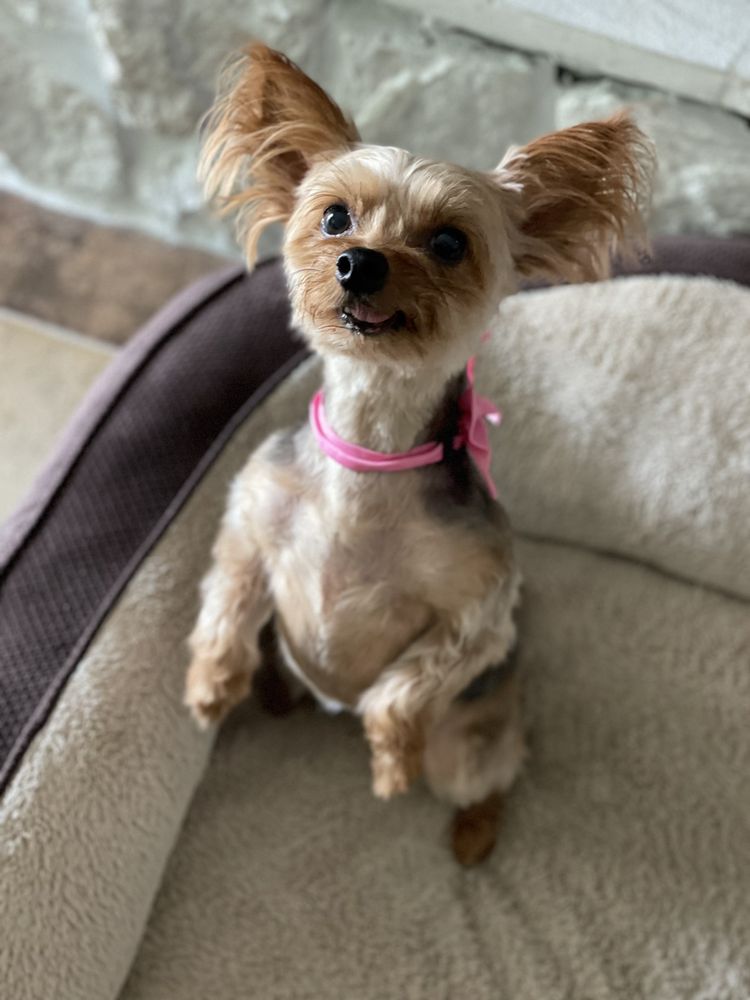 ROVIN’ GROOMER Updated August 2024 Ocala, Florida Pet Groomers