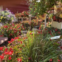 Jenny's Farmers Market - There is always a huge selection of Poinsettias
