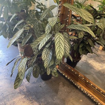 Green House - So many large, healthy indoor plants to choose from. - Nurseries & Gardening Near Me - Granada Hills, California Green House - So many large, healthy indoor plants to choose from. - Nurseries & Gardening Near Me - Granada Hills, California