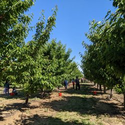 Chavez U-Pick Cherries