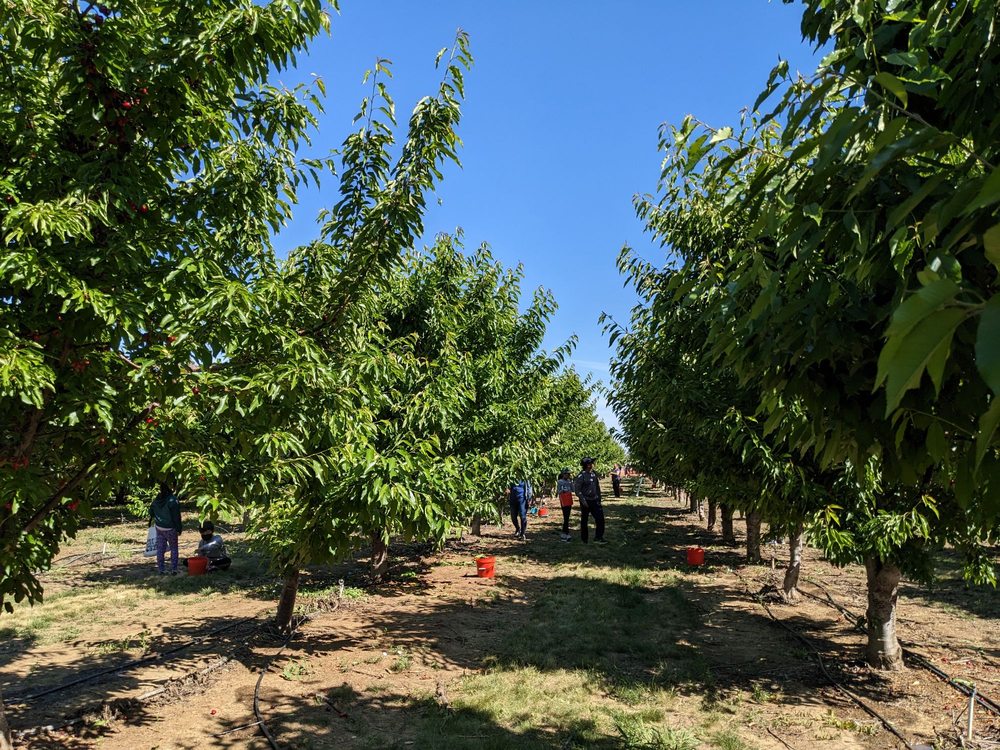 CHAVEZ UPICK CHERRIES Updated August 2024 154 Photos & 100 Reviews