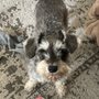 Photo of Spotted dog