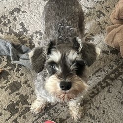 Spotted dog - Maisey