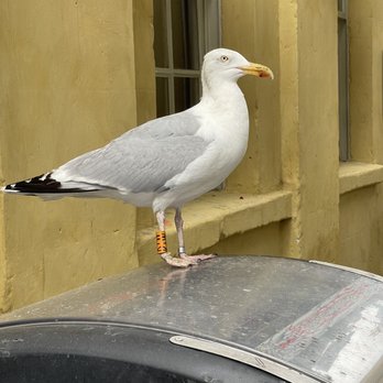Crystal Palace - Greeter - Pubs Near Me - Bath, BAS Crystal Palace - Greeter - Pubs Near Me - Bath, BAS