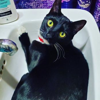 FRIENDS OF UPLAND ANIMAL SHELTER - Updated December 2024 - 64 Photos