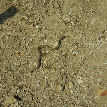 La Sierra Trail Loop - Baby rattle snake. Saw a bigger one too... - Hiking Near Me - Chino Hills, California La Sierra Trail Loop - Baby rattle snake. Saw a bigger one too... - Hiking Near Me - Chino Hills, California