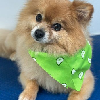 Gracies Mobile Grooming - Pet Groomers Near Me