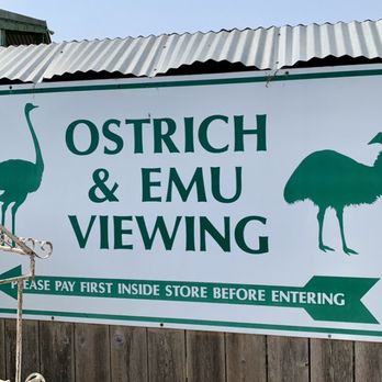 Ostrichland USA - Attraction Farms Near Me - Solvang, California Ostrichland USA - Attraction Farms Near Me - Solvang, California