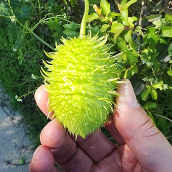 Weir Canyon Trailhead - West Indian gherkin, aka a burr cucumber or maroon cucumber. - Hiking Near Me - Anaheim, California