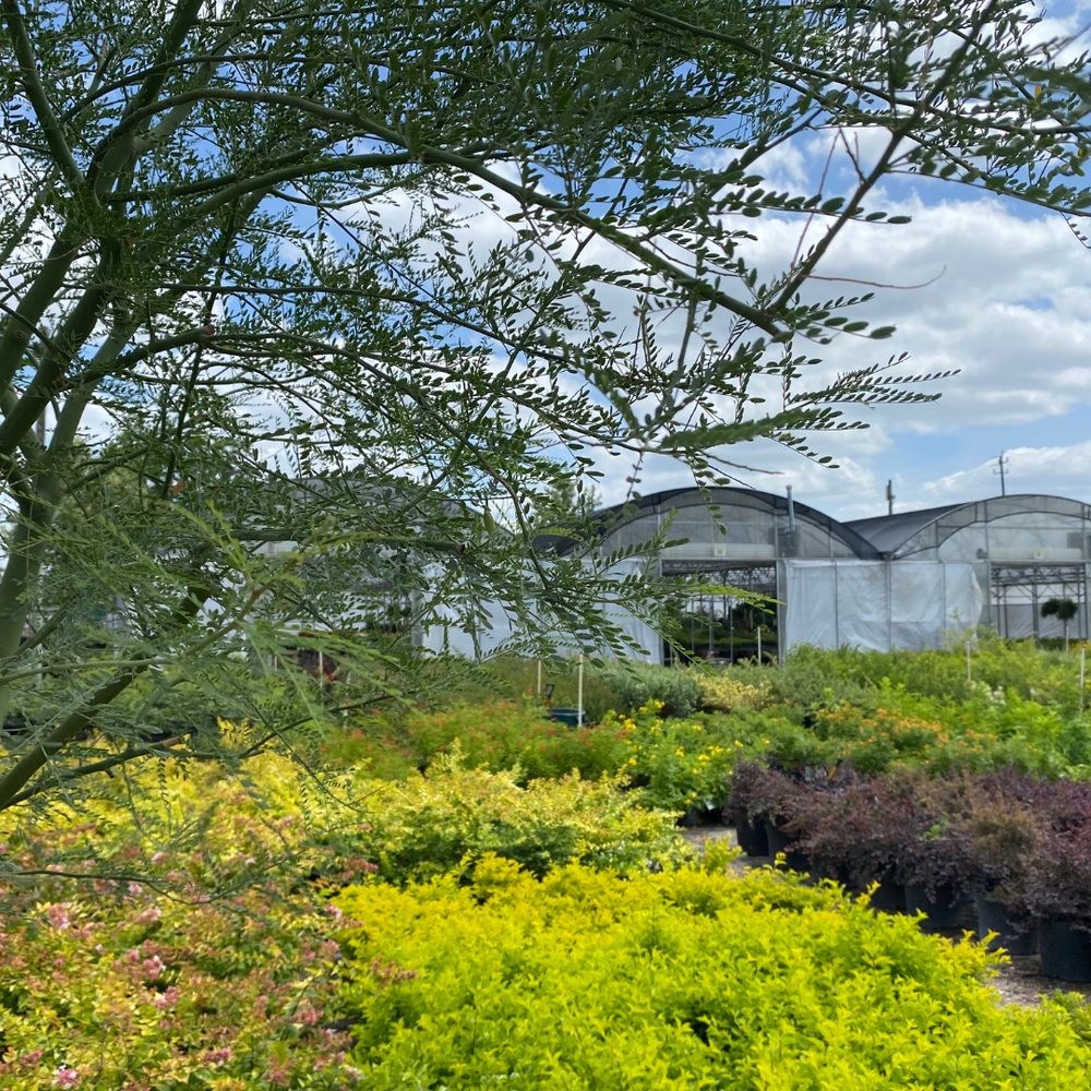 NEWTON NURSERIES KATY Updated June 2024 14 Photos 322 Bucee's