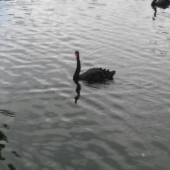 Lehigh Valley Zoo - Swan - Zoos Near Me - Schnecksville, Pennsylvania Lehigh Valley Zoo - Swan - Zoos Near Me - Schnecksville, Pennsylvania