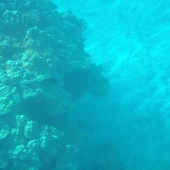 Trilogy Excursions - Snorkeling Near Me - Lahaina, Hawaii Trilogy Excursions - Snorkeling Near Me - Lahaina, Hawaii