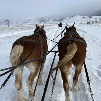 National Elk Refuge Sleigh Rides - The sleigh horses' behinds :) dress appropriately, it can get very cold! - Parks Near Me - Jackson, Wyoming National Elk Refuge Sleigh Rides - The sleigh horses' behinds :) dress appropriately, it can get very cold! - Parks Near Me - Jackson, Wyoming