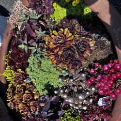 Western Independent Greenhouses - Succulents