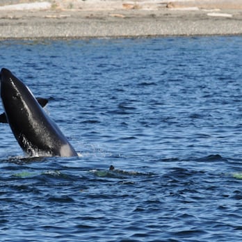 Outer Island Expeditions - "Seals are so yummy - when they are in my tummy" ... (June 2013) - Fishing Near Me - Eastsound, Washington