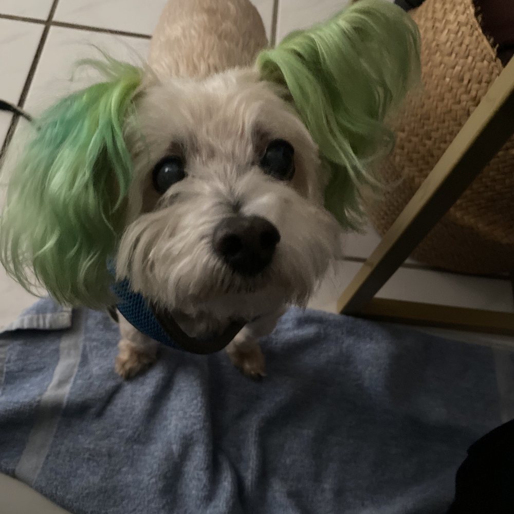 Kellie's Pet Sitting - Kellie sends lots of updates! - Pet Sitting Near Me Kellie's Pet Sitting - Kellie sends lots of updates! - Pet Sitting Near Me