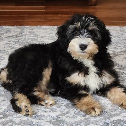 Savvy Berndoodles & Bernouviers - Olivia