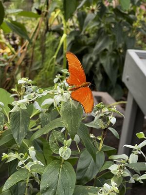 Daniel Stowe Conservancy by null