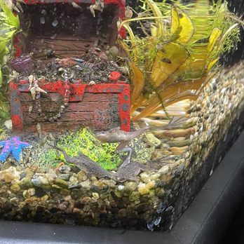 Pet Zone Tropical Fish - African Dwarf Frogs - Local Fish Stores Near Me - San Diego, California Pet Zone Tropical Fish - African Dwarf Frogs - Local Fish Stores Near Me - San Diego, California