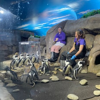 Ripley's Mirror Maze - Penguins - Aquariums Near Me - Myrtle Beach, South Carolina Ripley's Mirror Maze - Penguins - Aquariums Near Me - Myrtle Beach, South Carolina