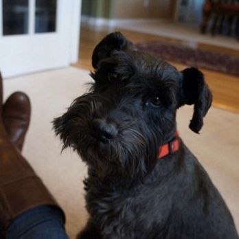 Allen Veterinary Hospital - Veterinarians Near Me - Allen, Texas