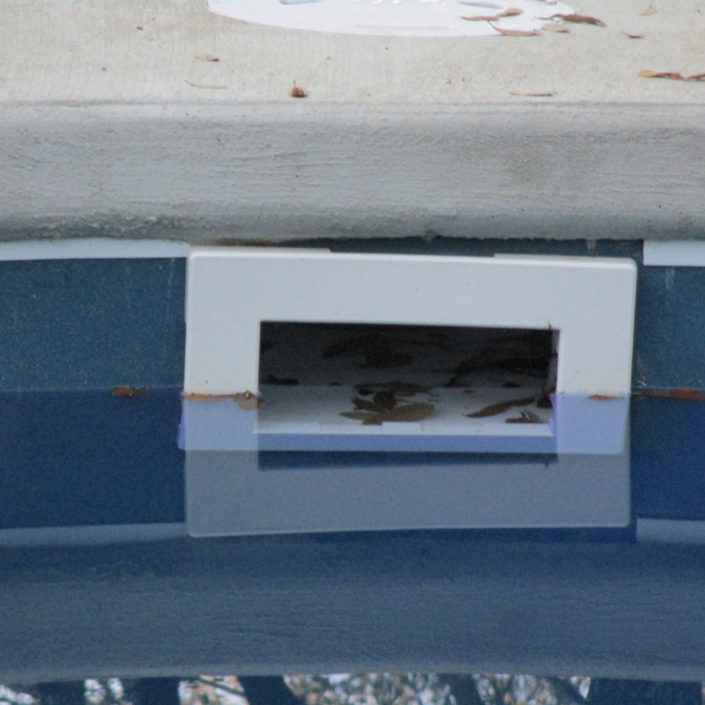 Cockeyed Skimmer