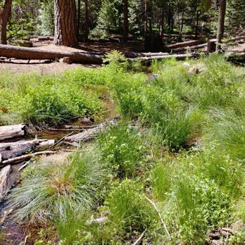 Trail of 100 Giants - Hiking Near Me - Springville, California Trail of 100 Giants - Hiking Near Me - Springville, California