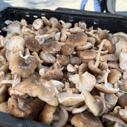 Saratoga Farmers' Market - Shrooms! 8/27/22