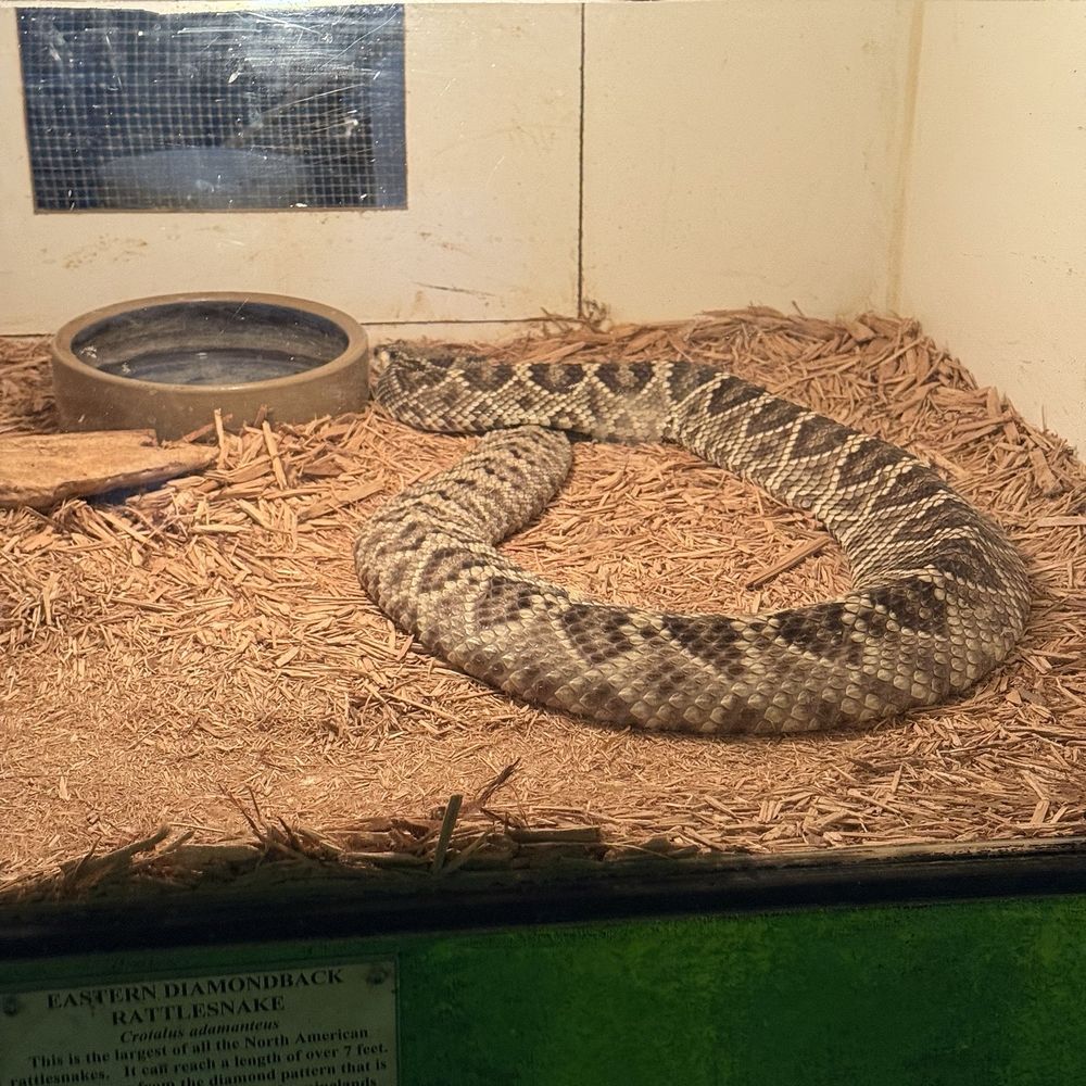 Luray Zoo - Eastern diamondback rattlesnake - Zoos Near Me - Luray, Virginia